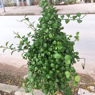 Hoa Treo đô la