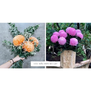 Cúc mẫu đơn đang nụ