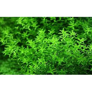 Cây thủy sinh TRÂN CHÂU CAO lá nước
