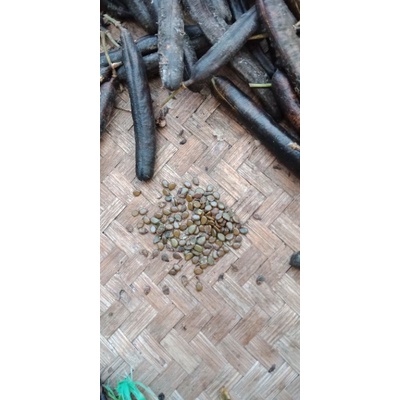 100 hạt giống hoa Mai Phật sơn.