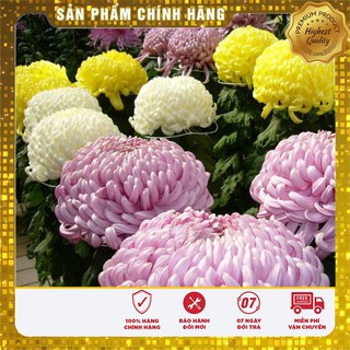 Hạt giống hoa cúc đại đóa nhiều màu LUCKY SEEDS - 50 hạt