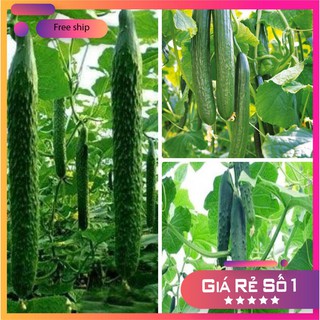 Hạt giống Dưa chuột Nhật