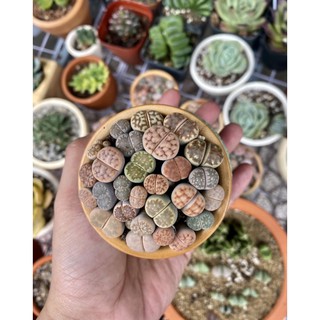 CHẬU SỨ SEN MÔNG - LITHOPS ĐẸP