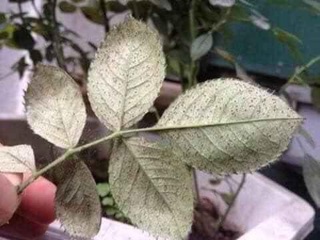 Thuốc đặc trị nhện đỏ cho hoa hồng