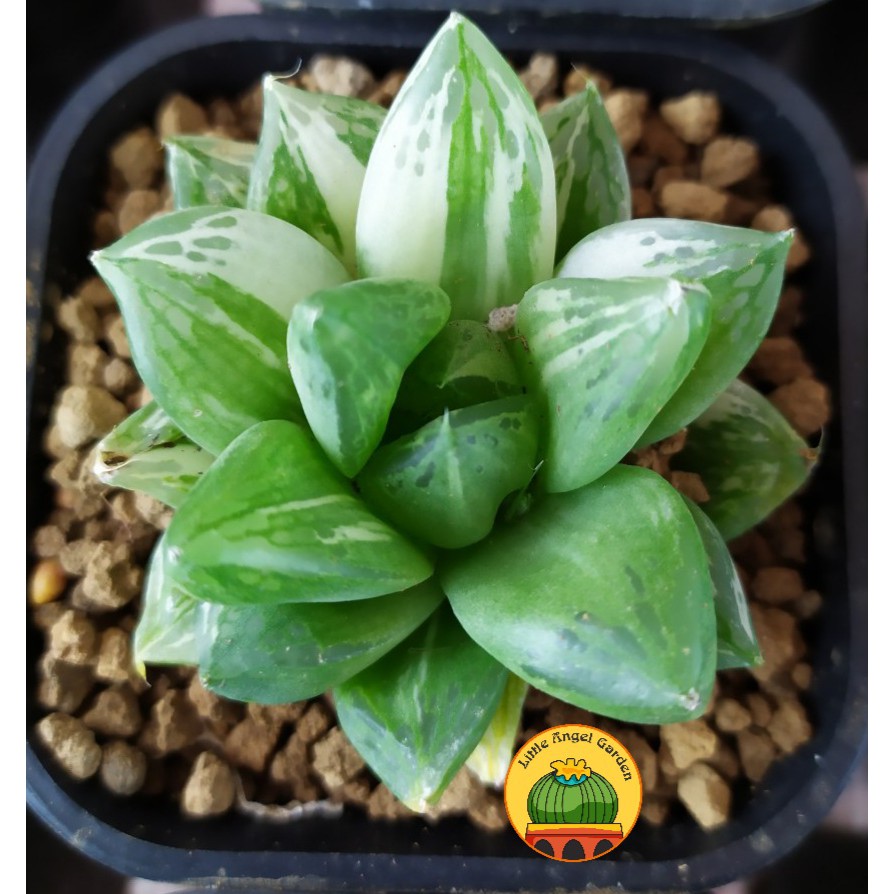 Haworthia Cymbiformis Varigated Asphodelaceae đã thuần khí hậu, dễ chăm