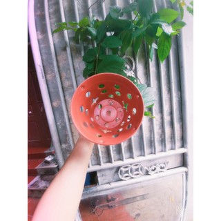 chậu nhựa treo trồng lan