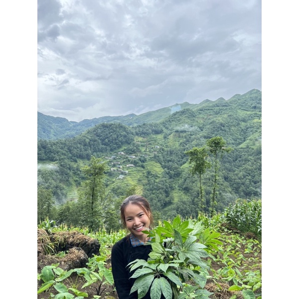 Bột Tam Thất Lâu Năm Hà Giang