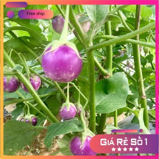 Hạt giống cà pháo tím (2gr) LUCKY.VN