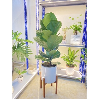 Cây Bàng Singapore  Để Bàn và Văn Phòng