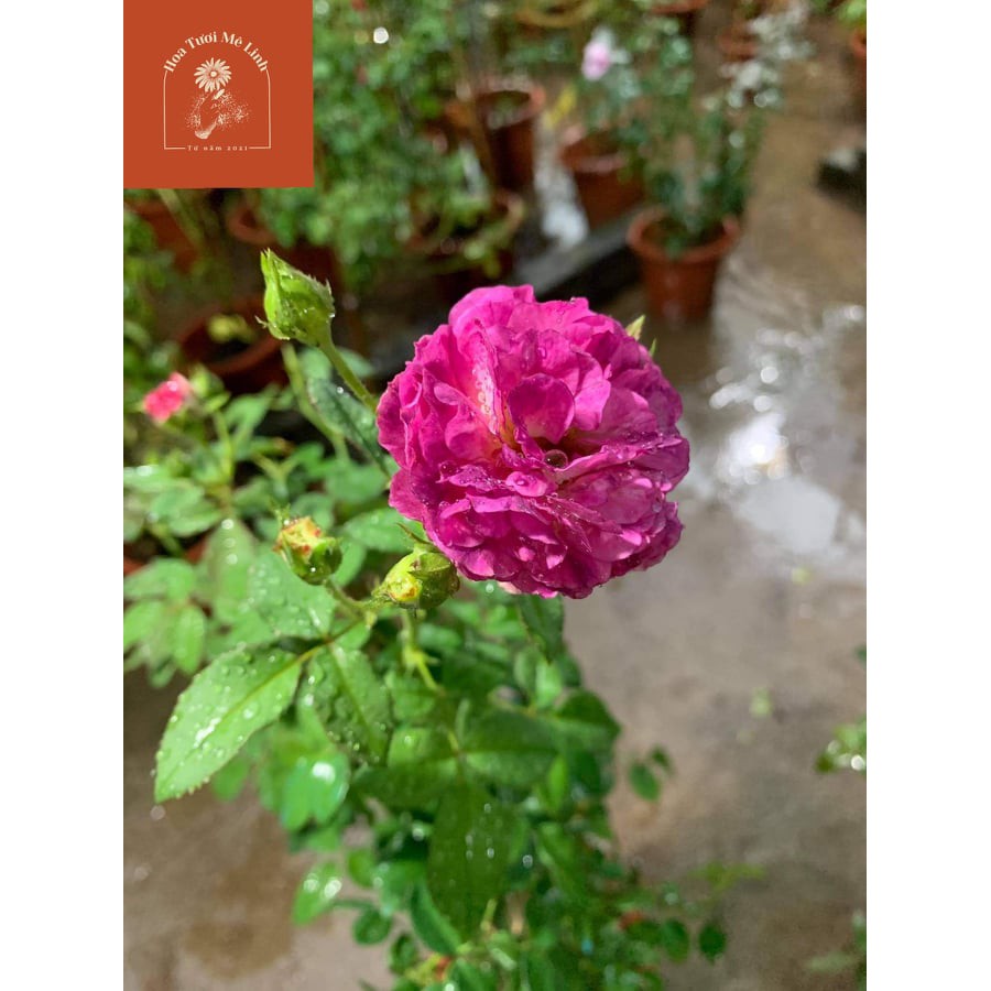 Hoa hồng Leo Society Mỹ sắc tím độc đáo-HoaTuoiMeLinh