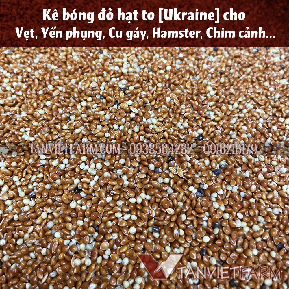 [Ukraine] Kê bóng đỏ hạt to cho Vẹt, Yến phụng, Cu gáy, Hamster, Chim cảnh [Gói 1Kg]