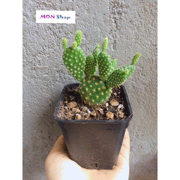 Xương rồng tai thỏ vàng dễ thương
