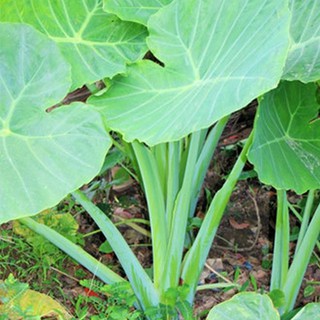 💙Cây dọc mùng nấu canh chua ✴️ MUA  T1ẶNG 1 ✴️ Số lượng có hạn