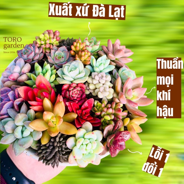 SEN ĐÁ MINI ĐÀ LẠT 5 LOẠI KHÁC NHAU, HƯ 1 ĐỔI 1