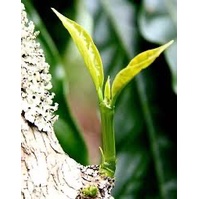 Phân bón Siêu lân Xanh gói 20g Siêu ra rễ, bật chồi, xanh lá, giải độc hữu cơ, chống vàng lá longf1