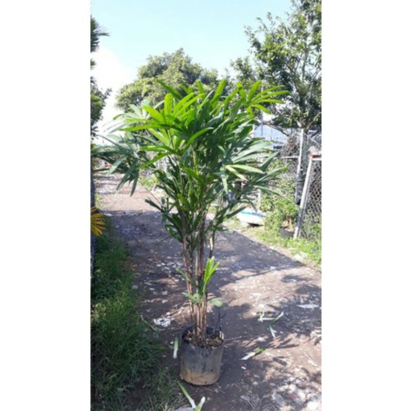 Cây Trúc May, Cây Mật Cật bụi lớn