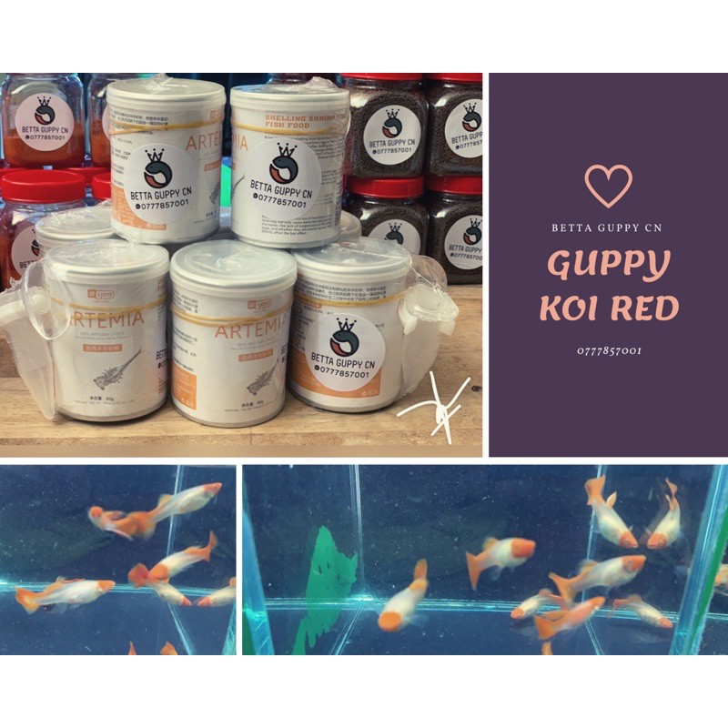 CÁM GUPPY KOI RED GEN