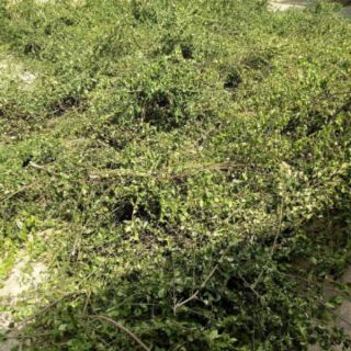 1 LẠNG LÁ GĂNG LÀM THẠCH
