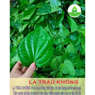 NƯỚC CẤT LÁ TRẦU KHÔNG – 100 ML