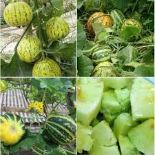 Hạt Giống Dưa Bở Khổng Lồ F1(Gói 40 hạt)Dễ Trồng &amp;Năng suất cao-Tổng kho hạt giống giá rẻ