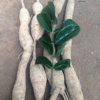 Hạt giống cây sâm nam (cát sâm củ tài lệch)