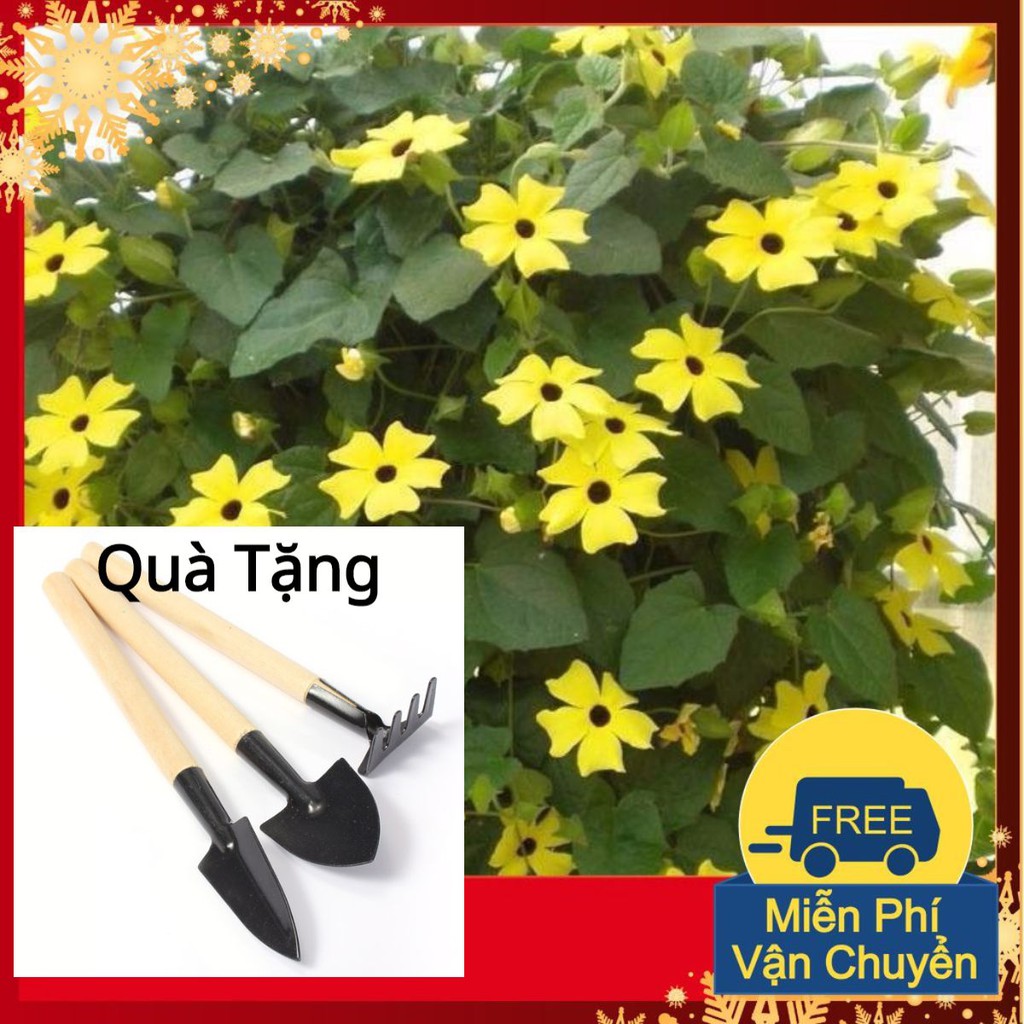 Hạt Giống Hoa Ánh Dương Mix Tặng Bộ Dụng Cụ Mini Trồng Cây Tặng Bộ Dụng Cụ Mini Trồng Cây