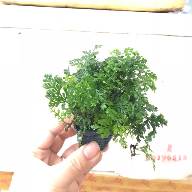 DƯƠNG XỈ CHÂU PHI MINI | HÀNG SƯU TẦM PHÁT TRIỂN CHẬM | CÂY THỦY SINH DỄ CHĂM SÓC