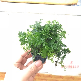 DƯƠNG XỈ CHÂU PHI MINI | HÀNG SƯU TẦM PHÁT TRIỂN CHẬM | CÂY THỦY SINH DỄ CHĂM SÓC