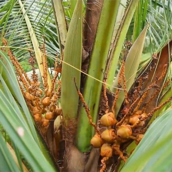 [NHẬP MÃ AKIK2021 GIẢM 10K] Cây Giống Dừa Ma Lai Vàng_ Dừa Siêu trái siêu nước_Có trái sau 2.5 năm trồng