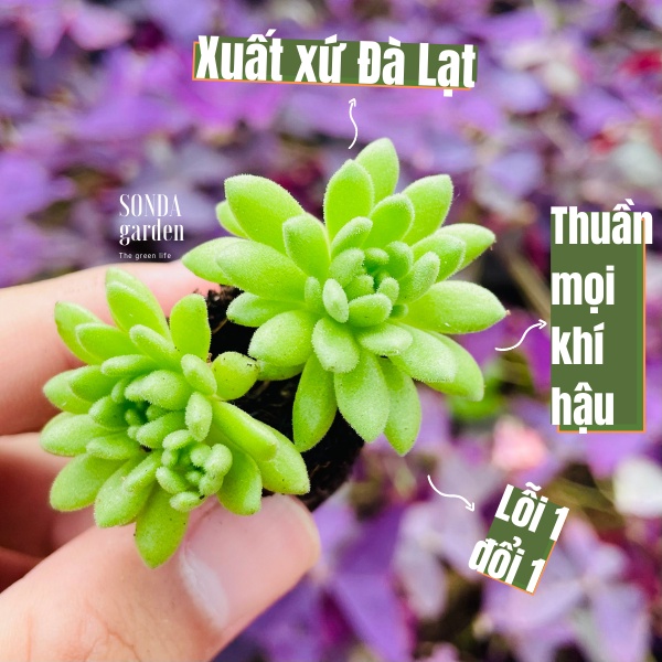 Sen đá sedum dù xanh SONDA GARDEN size mini 2.5-4cm, cây cảnh trang trí nhà cửa, lỗi 1 đổi 1