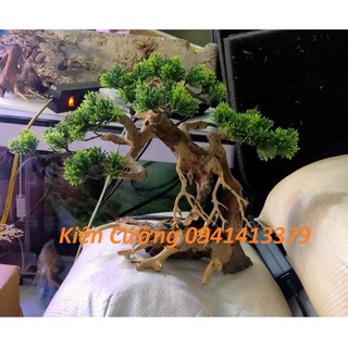 Cây gỗ lũa thủy sinh dùng cho bể cá cảnh, gỗ lúa cao cấp (Mẫu 4)