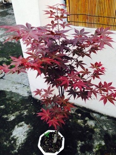 HẠT GIỐNG PHONG LÁ ĐỎ - 10 hạt/ gói