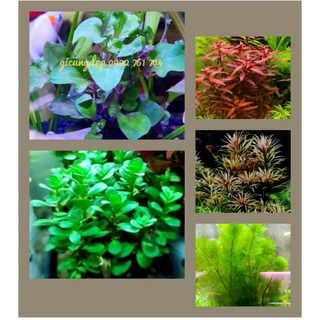 COMBO 25 CÂY CẮT THỦY SINH CẮM NHIỀU LOẠI KHÔNG CẦN CO2