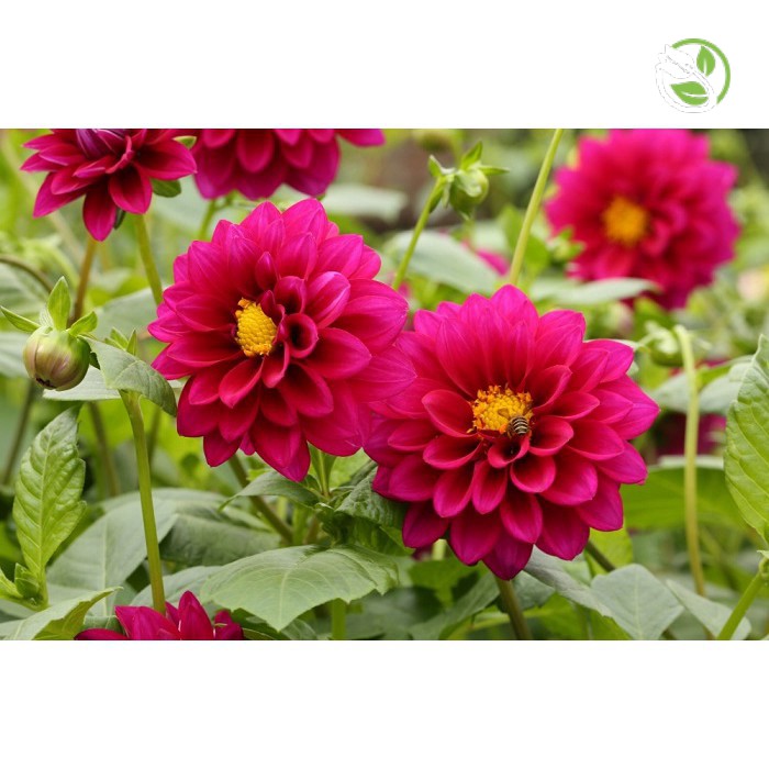 Hạt Giống Hoa Thược Dược Mix PN-05 Phú Nông - Gói 200mg - Dahlia Mix