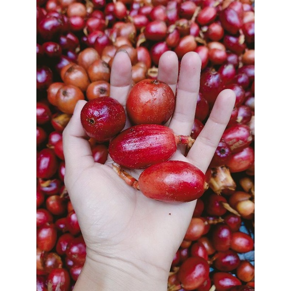 Thảo quả tươi Yên Bái ngâm rượu túi 500gr