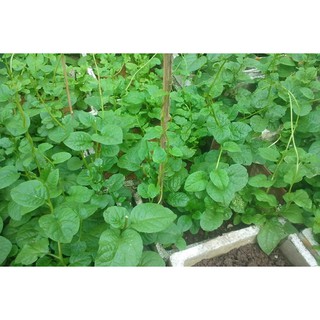 Hạt Giống Rau Mồng Tơi