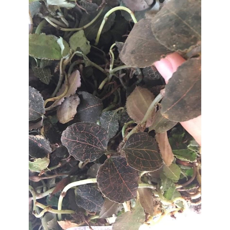 🍃🍃LAN KIM TUYẾN RỪNG 100gr🍀