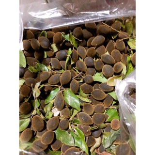 say trâu (xoay) rừng gia lai (size to)
