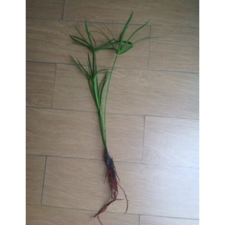Cây thủy trúc
