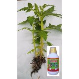 Chế phẩm kích ra rễ Super root B1 5 lít kèm ống đong (can vuông 5 lít)
