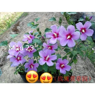 Cây giống hoa râm bụt, mua 5 tặng 1