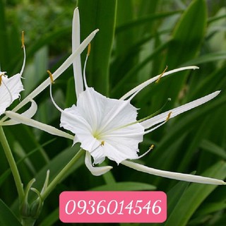 Cây Bạch Trinh Biển (Combo 3 bầu)