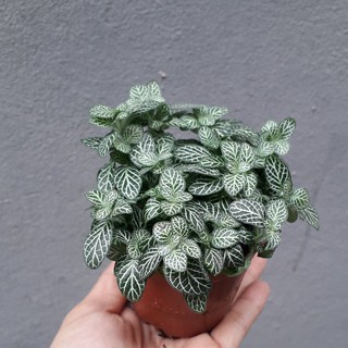 Cây Cẩm Nhung Xanh [ Sale ]