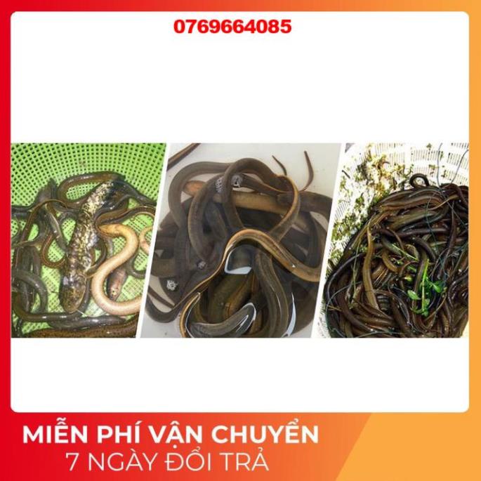 Ống Trúm Lươn Bắt Lươn Trạch Dài 65cm x 10cm  -𝗦𝗛𝗢𝗣 Đ𝗢̂̀ 𝗖𝗔̂𝗨 𝟰𝟯𝟱
