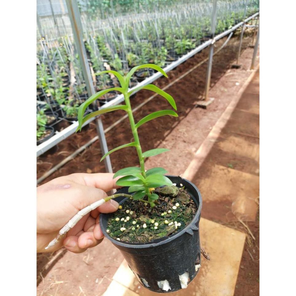 kie Phi điệp MŨI TRẮNG EASO cây thân xanh gieo hạt khỏe mạnh dài 10-25cm - VƯỜN LAN KIÊN ANH MTESTX  hàng sổ xố