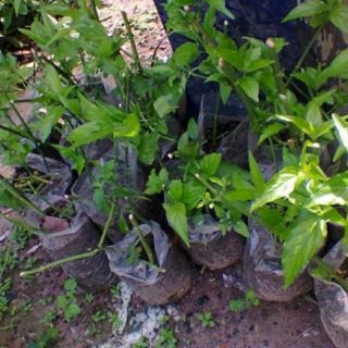 Combo 3 Cây xương khỉ giống trong 1 bầu cây cây bìm bịp cây hoàn ngọc trắng làm giống