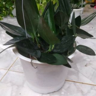 Cây Trầu bà Thiên Thanh