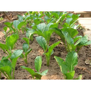 Hạt Giống Rau Cải Ngọt cao sản Giòn Ngọt, Năng Suất Cao 20gr