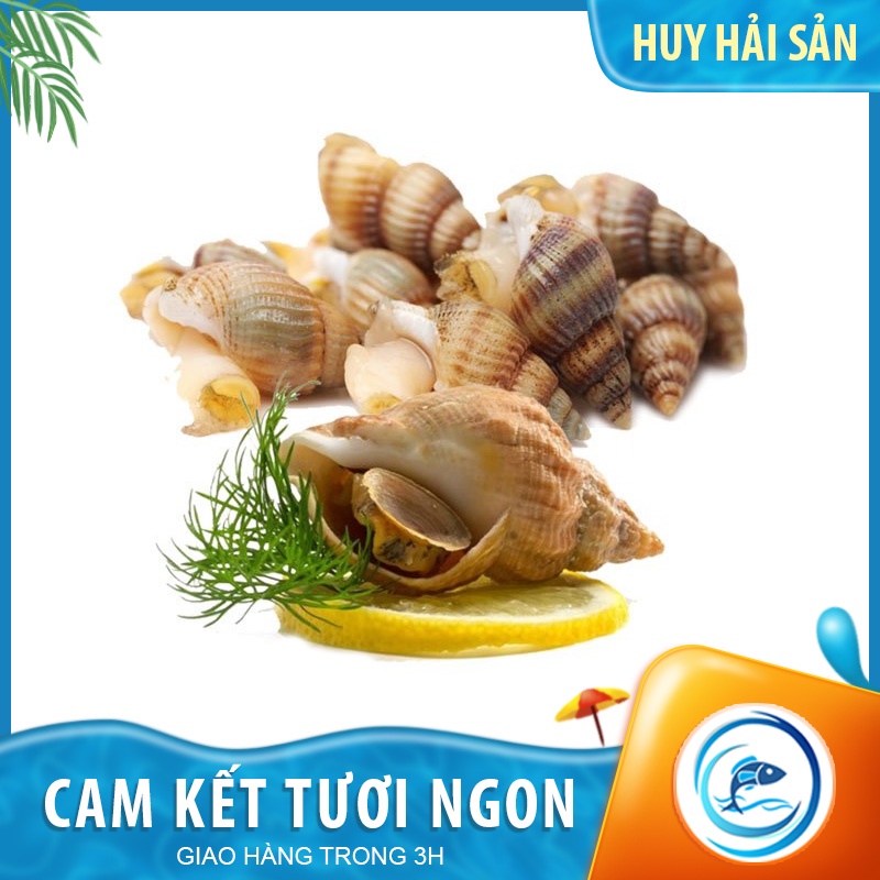 Ốc bulot Pháp size 22-25con/kg - Gói 500g