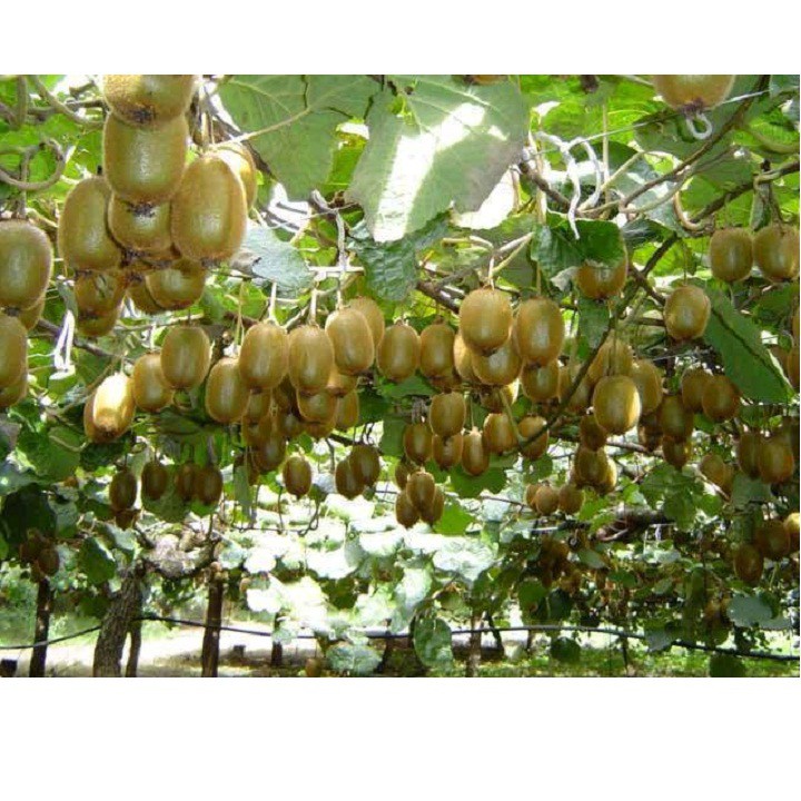 Hạt giống Kiwi gói 30 hạt xuất xứ Đức